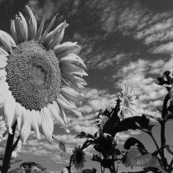 imagen tema 50